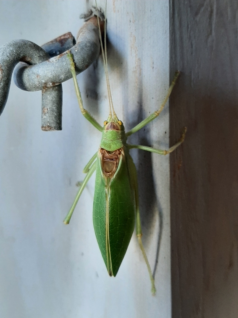 Common True Katydid