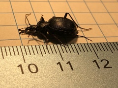 Scaphinotus interruptus