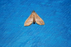Diaphania fumosalis