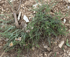 Psephellus galushkoi