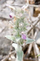Stachys cretica