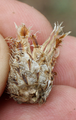 Psephellus galushkoi