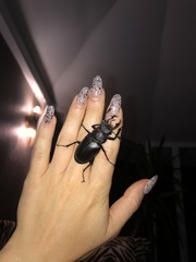 Lucanus cervus laticornis