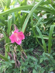 Crinum bulbispermum