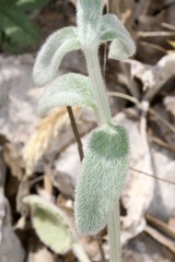 Stachys cretica