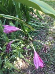 Crinum bulbispermum