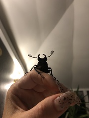 Lucanus cervus laticornis