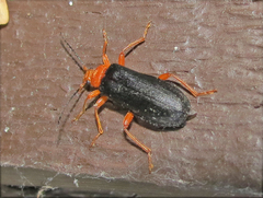 Neopyrochroa flabellata