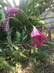 Crinum bulbispermum