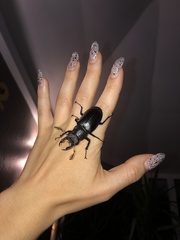 Lucanus cervus laticornis