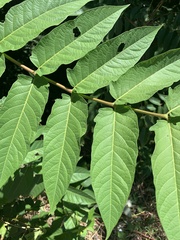 Ailanthus altissima