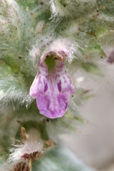 Stachys cretica