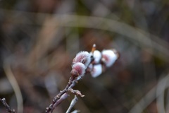 Salix richardsonii