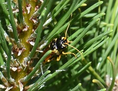 Acantholyda hieroglyphica