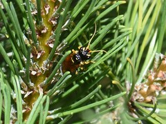 Acantholyda hieroglyphica