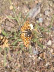 Euphydryas chalcedona sierra