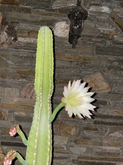 Cereus repandus