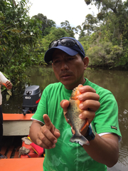 Pygocentrus nattereri