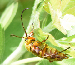 Typocerus confluens