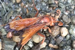 Hemipepsis mauritanica