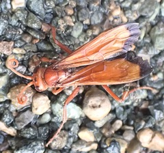 Hemipepsis mauritanica