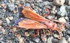Hemipepsis mauritanica