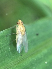 Neogriphoneura