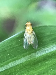 Neogriphoneura