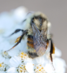 Bombus bifarius