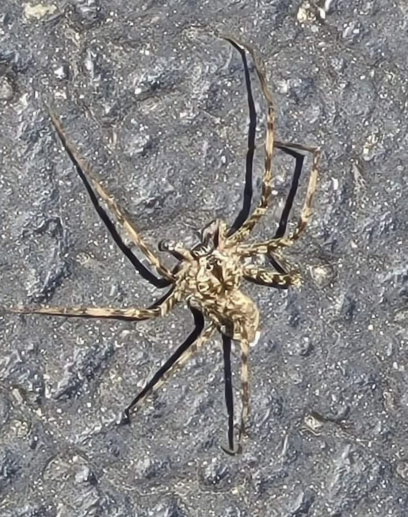 White banded Fishing Spider From Mockingbird Dr Murray KY US On July white-banded-fishing-spider-from-mockingbird-dr-murray-ky-us-on-july