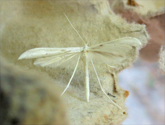 Hellinsia homodactylus