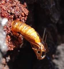 Synanthedon exitiosa