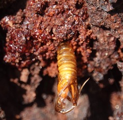 Synanthedon exitiosa