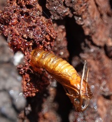 Synanthedon exitiosa