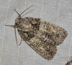 Acronicta increta