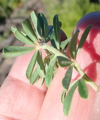 Indigofera flabellata