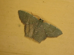 Chloropteryx opalaria