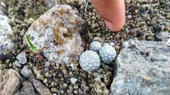 Mammillaria albiflora