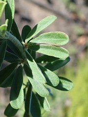 Indigofera flabellata