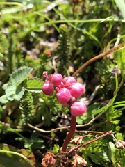 Pyrola minor