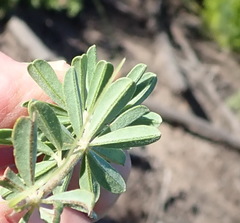 Indigofera flabellata