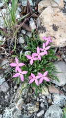 Houstonia rubra