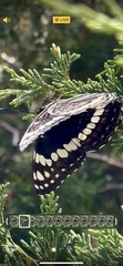 Limenitis weidemeyerii nevadae