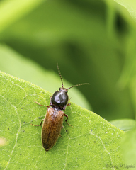 Hemicrepidius decoloratus
