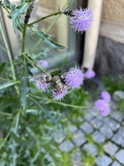 Cirsium arvense