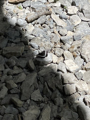 Limenitis weidemeyerii nevadae