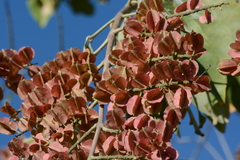 Combretum lanceolatum
