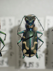 Cicindela decemnotata