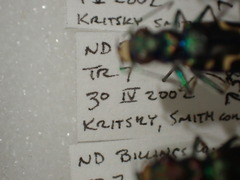 Cicindela decemnotata