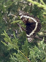 Limenitis weidemeyerii nevadae